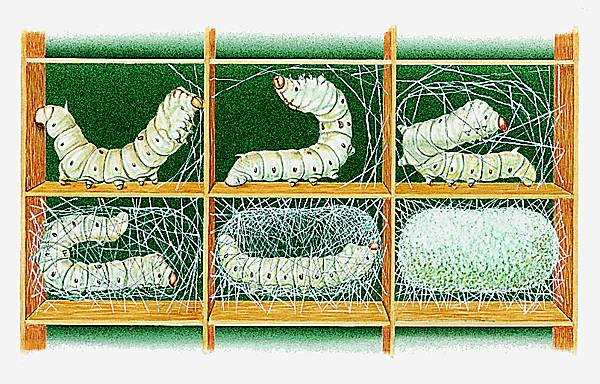 Secreción de capullo por gusanos de seda