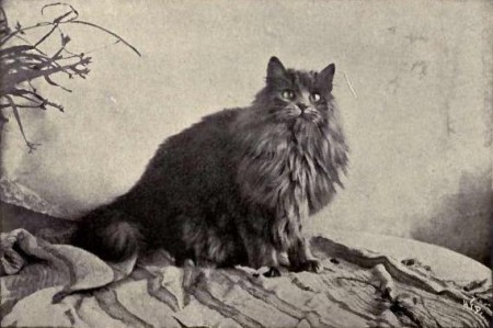 Gato persa.  Foto: Landor ("Los gatos y todo sobre ellos" de Frances Simpson) [Public domain], a través de Wikimedia Commons