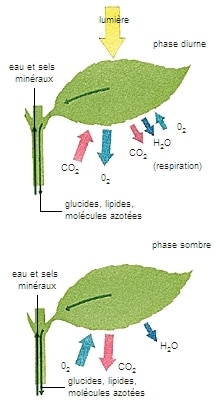 Principio de la fotosíntesis