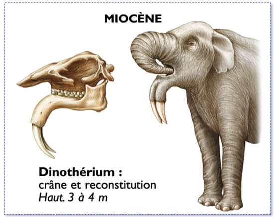 dinoterio mioceno