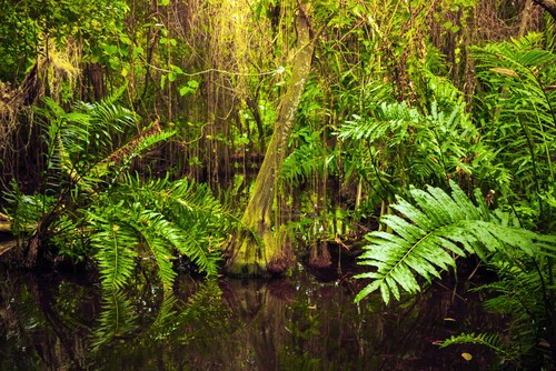 Bosque de un bosque tropical.  Foto: Eugene Sergeev / Shutterstock.com