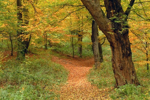 Bosque templado en Rumania (Europa).  Foto: Florin Mihai / Shutterstock.com