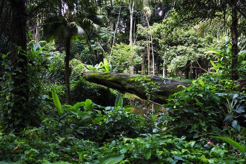 Bosque Atlántico, ejemplo de Bosque Ombrófilo Denso.  Foto: Luiz Rocha / Shutterstock.com