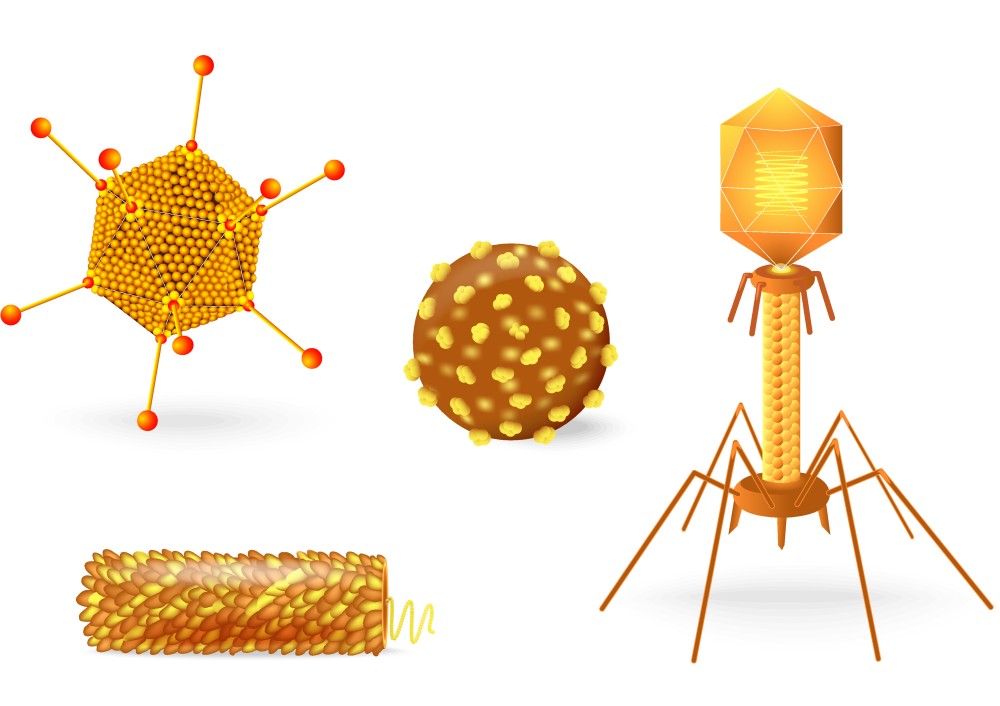 Las diferentes formas de virus existentes.  Ilustración: Designua / Shutterstock.com