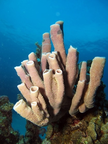 Porifera –