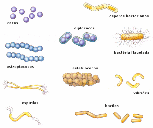 Reino Monera – Eubacterias y Arqueobacterias
