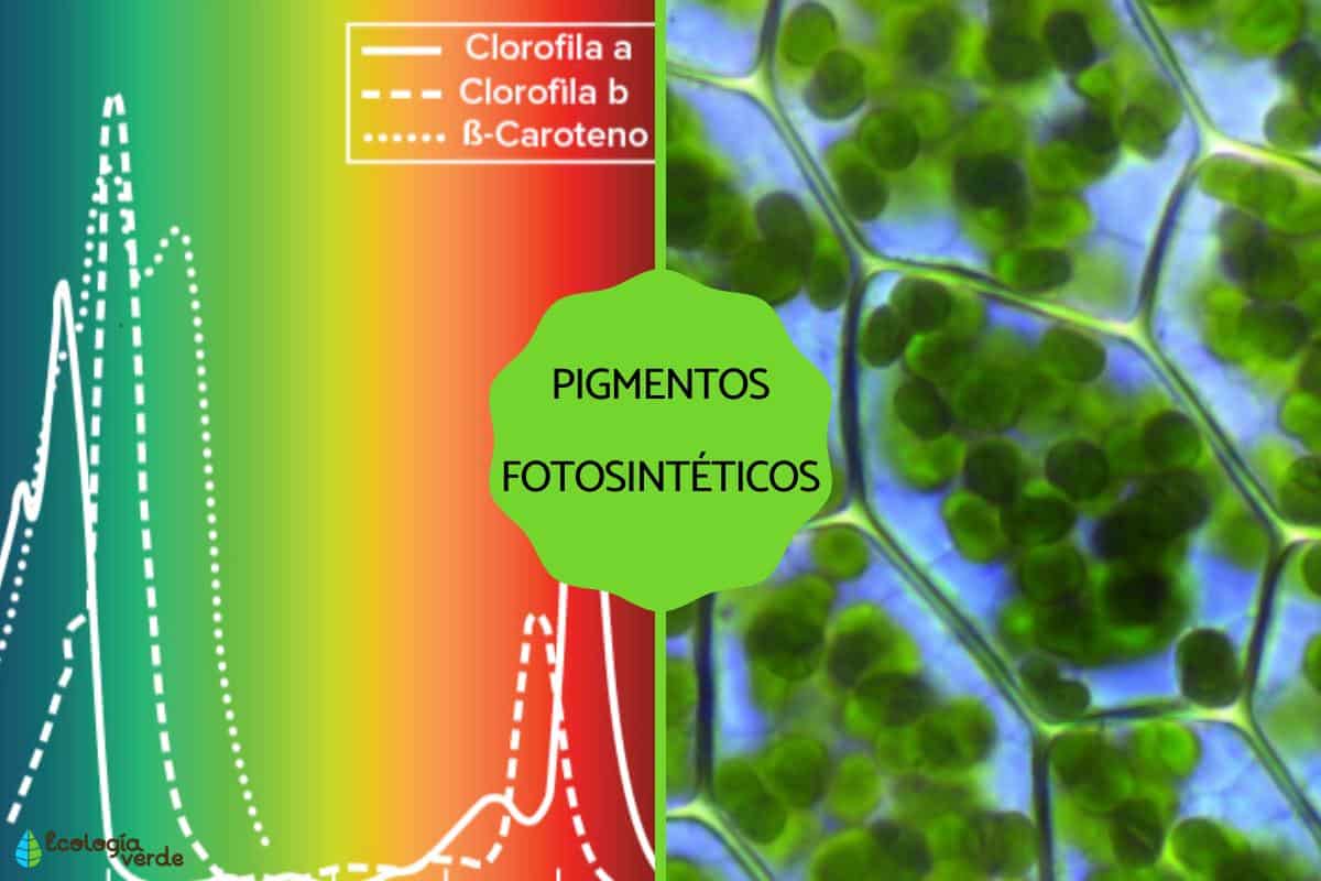 Pigmentos fotosintéticos