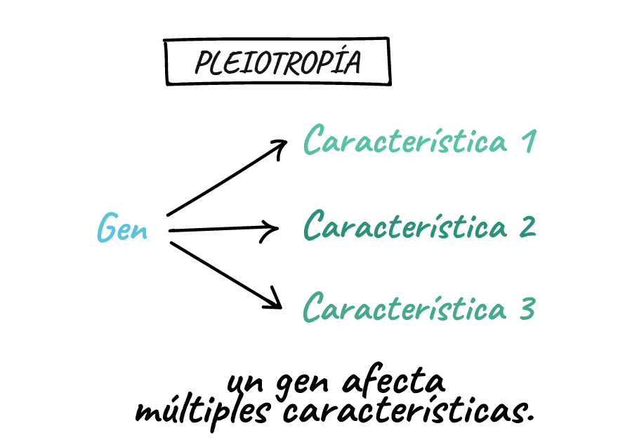 Pleiotropía – Genética –