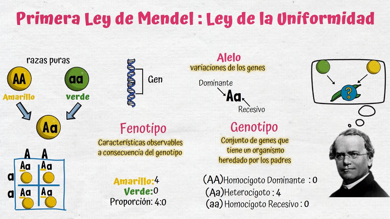 Primera Ley de Mendel – Genética